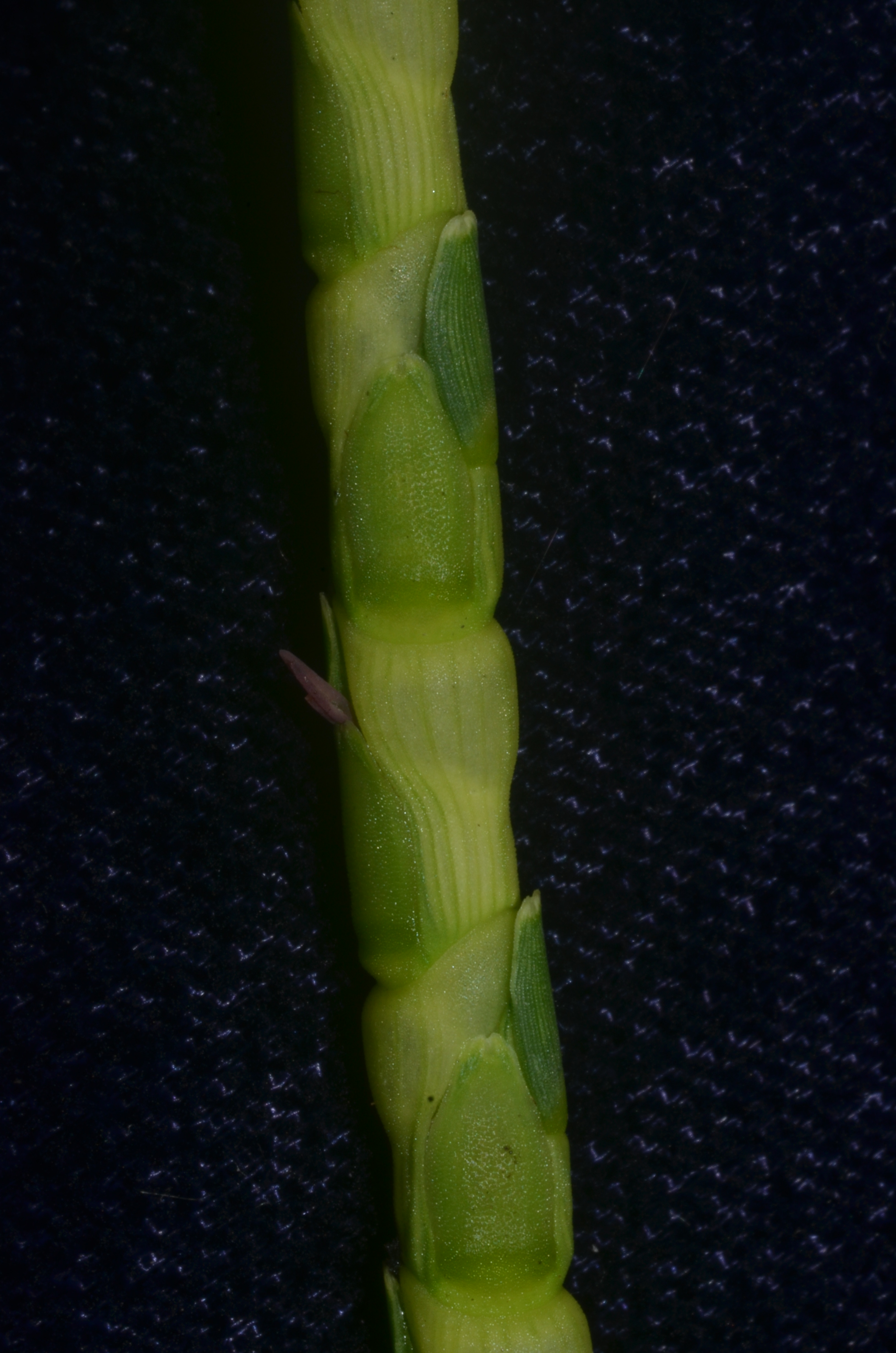 Fig. 3a. Spike segment with paired spikelets of R. cochinchinensis (DMC1552)