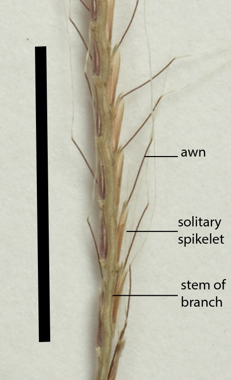Fig. 3b. Spikelets of Dimeria ornithopoda back view (QRS73792) (scale bar = 1cm)