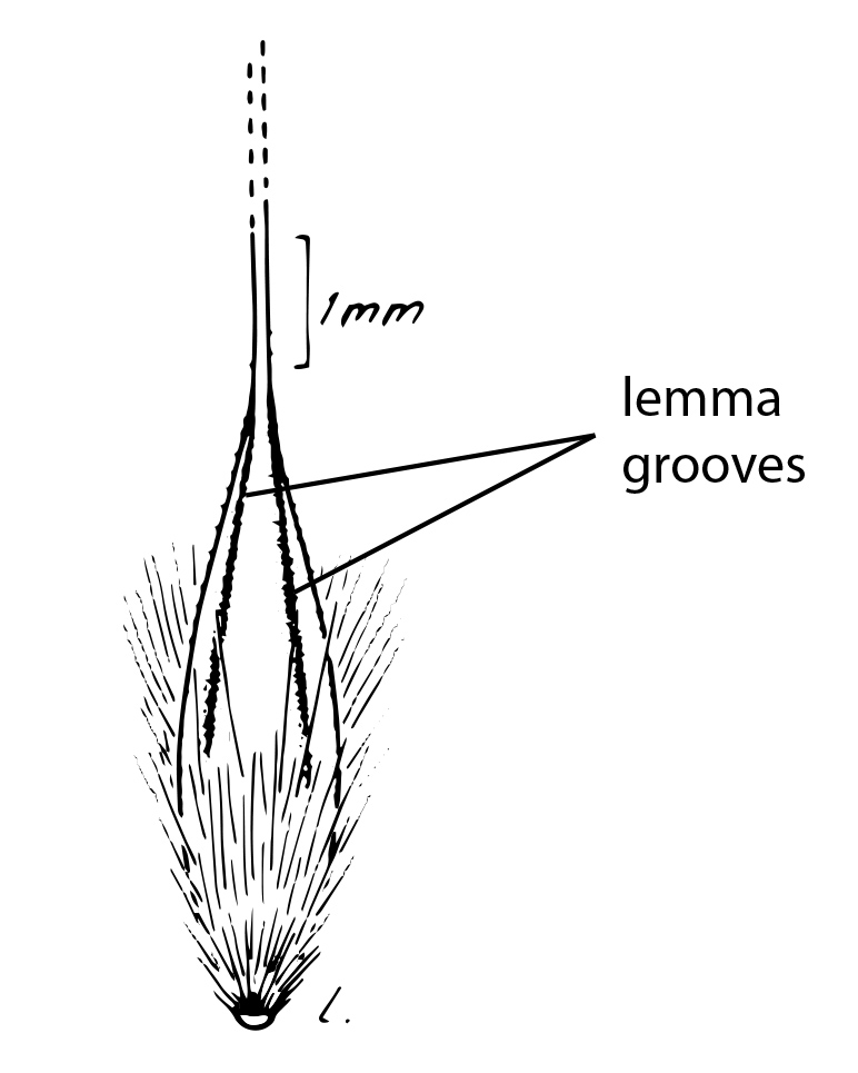 Fig. 3b. Floret of E. glauca (line drawing supplied by NT Herbarium, illustrator Monika Osterkamp Madsen)