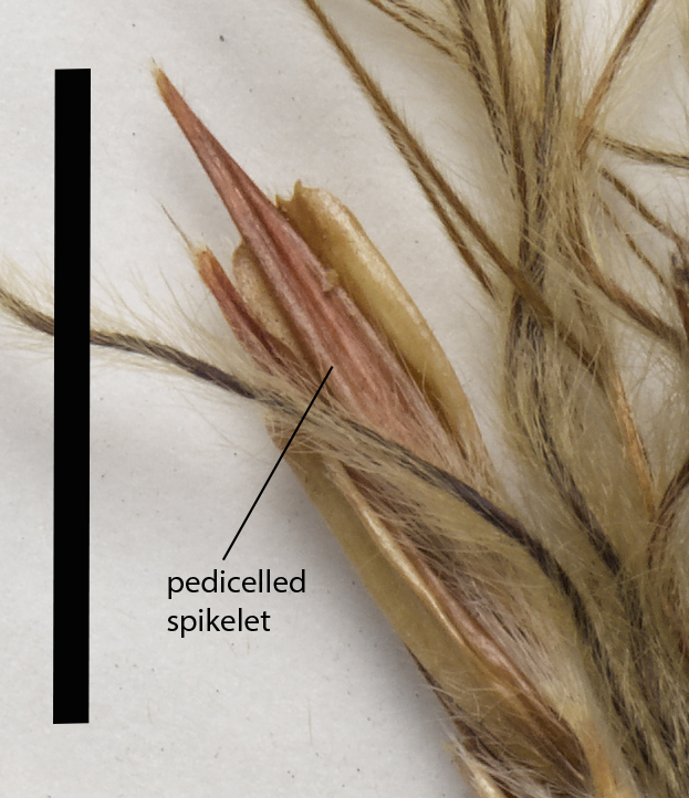 Fig. 3b. Pedicelled spikelet of G. grandiflora (QRS88503) (scale bar = 1cm)