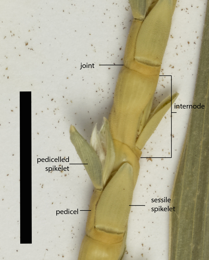 3b. Paired spikelets hatches of R. cochinchinensis (MBA7288) (scale bar = 1cm)