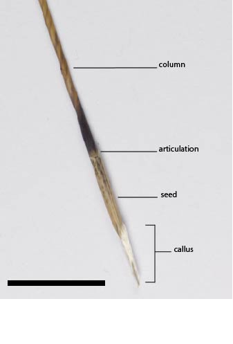 Fig. 4. Seed showing articulation and spiralling column (MBA9287) (scale bar = 1cm)