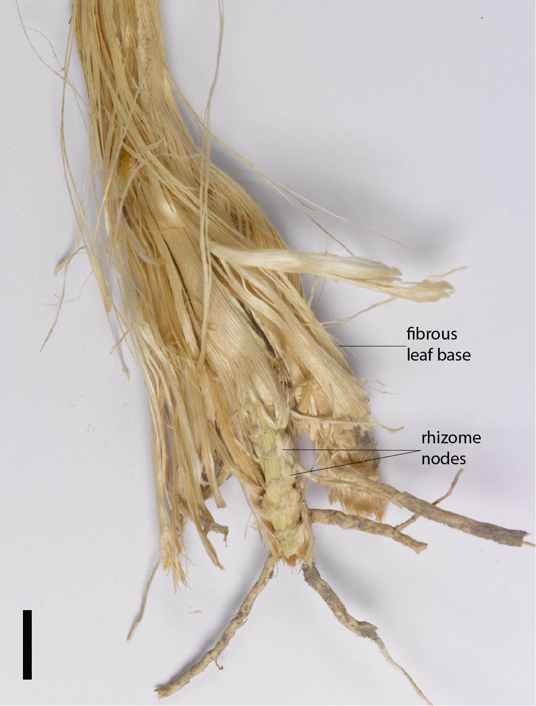 Spikelet cluster of Chrysopogon fallax QRS85679 (scale bar = 1cm)