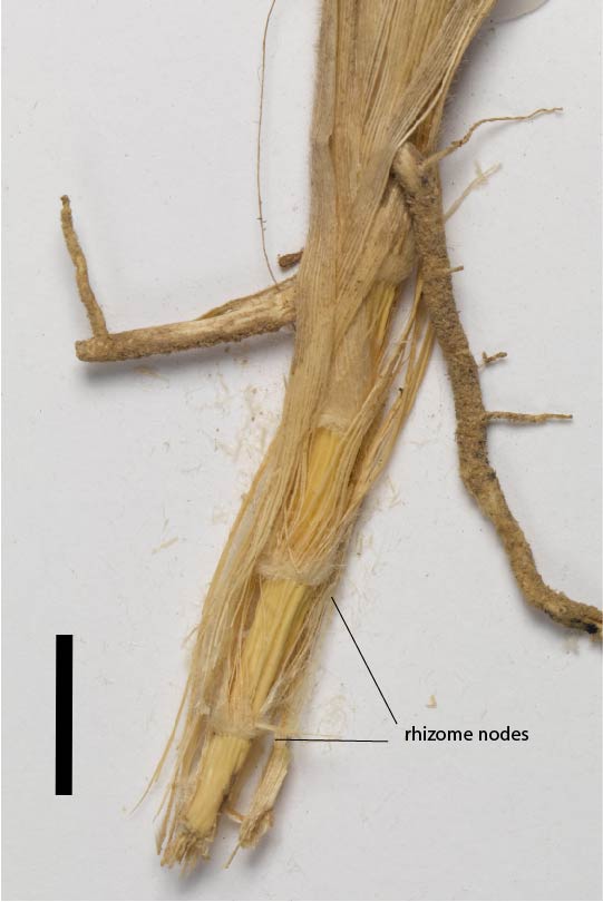 Fig. 4. Rhizome nodes of Chrysopogon pallidus (MBA7104) (scale bar = 1cm)