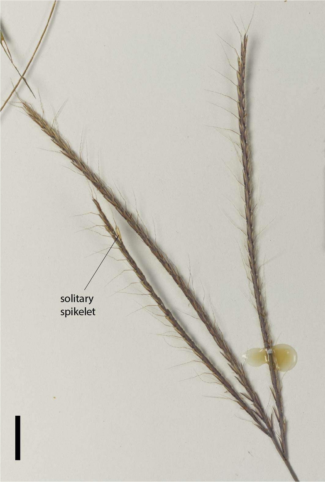 Fig. 4. Inflorescence of Dimeria chlordiformis (QRS127989) (scale bar = 1cm)