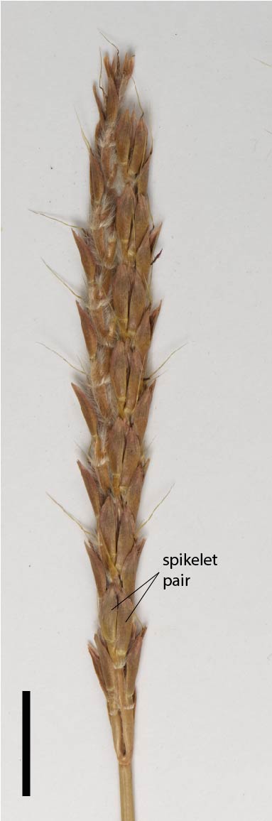 Fig. 4. Inflorescence of Ischaemum australe (MBA7156) (scale bar = 1cm)