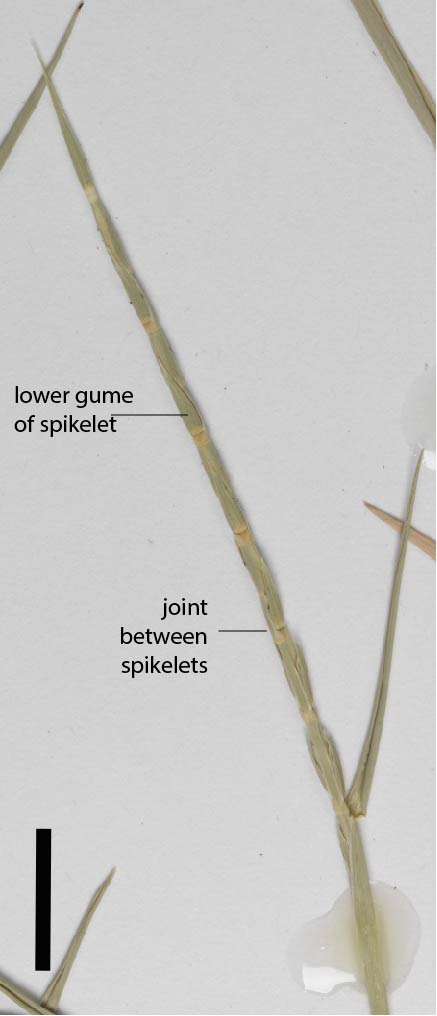 Fig. 4. Inflorescence of Lepturus repens (MBA6358) (scale bar = 1cm)