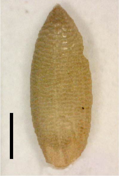 Fig. 4. Wrinkled lemma of Megathrysus maximus (QRS73902) (scale bar = 1cm)