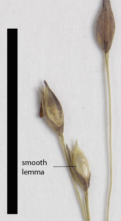 Fig. 4. Smooth hardened lemma of Panicum mindanaense (MBA6638) (scale bar = 1cm)