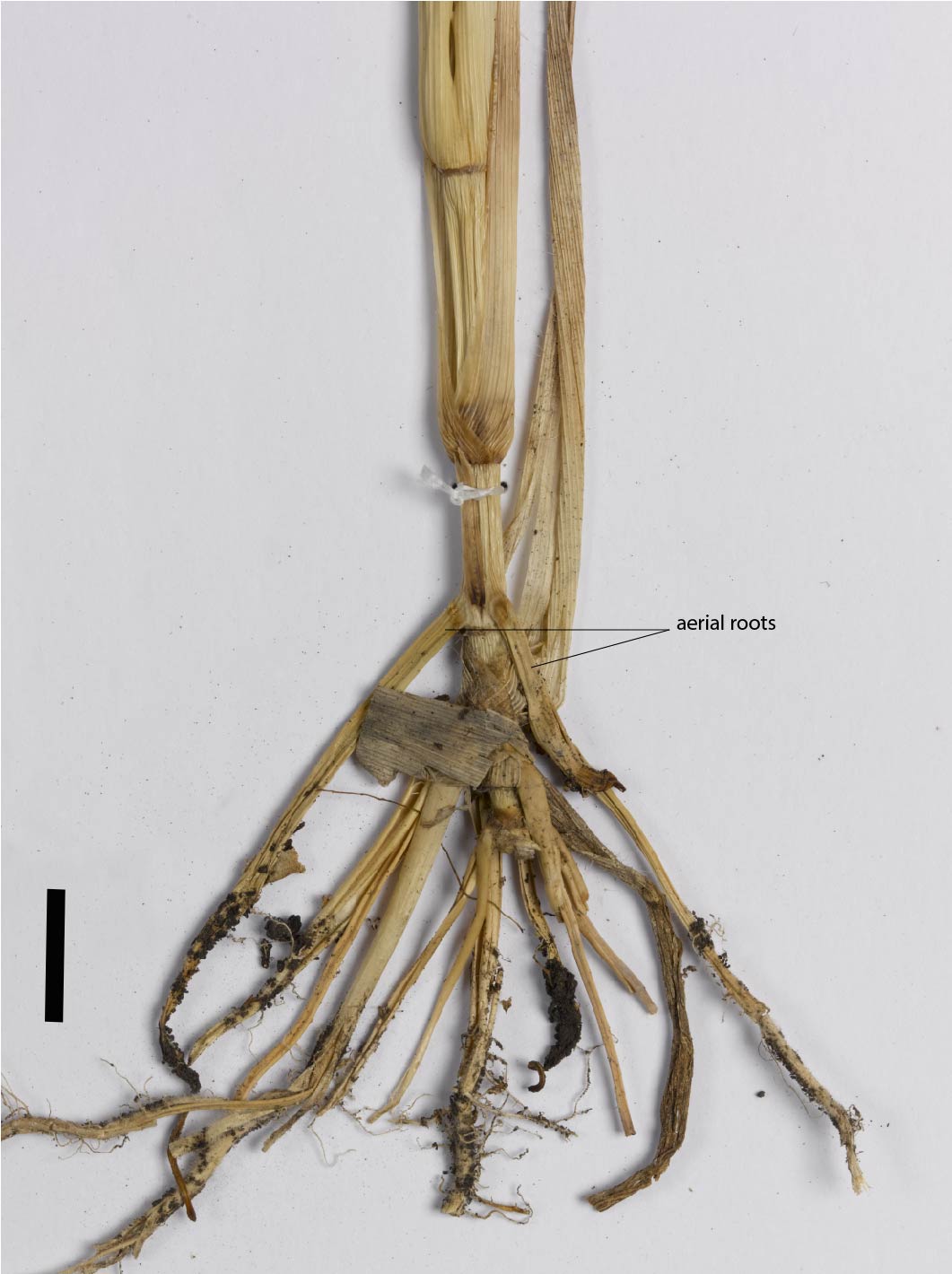 Fig. 4. Aerial roots of R. cochinchinensis (CNS135549) (scale bar = 1cm)