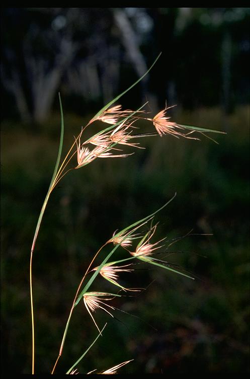 Fig. 4. Themeda triandra inflorescence (image from Australian National Botanic Gardens http://www.anbg.gov.au/photo, a.21073dig. 21073)