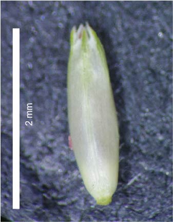 Fig. 4. Lemma of Triodia microstachya showing minutely 3-lobed apex (FAZ699)