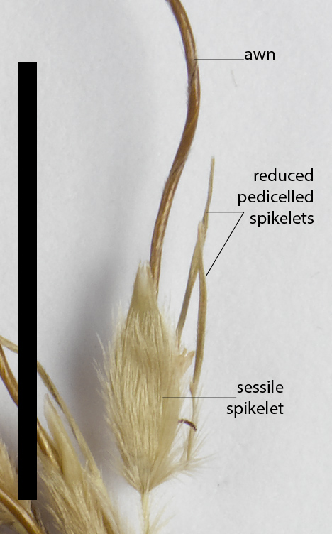 Fig. 4. Spikelet pair of Vaccoparis laxiflorum (CNS142544) (scale bar = 1cm)