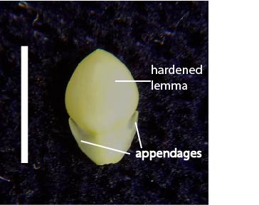 Fig. 4a. Fertile floret of Yakirra majuscula with appendages (RAK1371), abaxial surface (scale bar = 1cm)