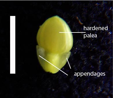 Fig. 4b. Fertile floret of Yakirra majuscula with appendages (RAK1371), adaxial surface (scale bar = 1 cm)