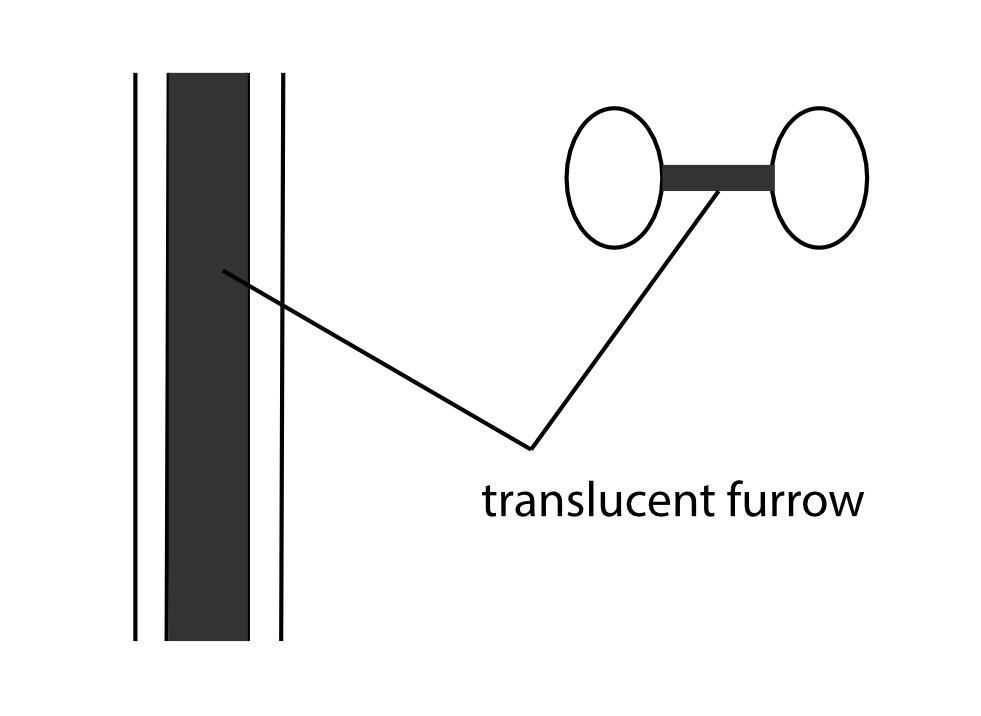 Fig. 4b. Stylised line drawing of furrowed pedicel in side view (on left) and cross section (on right).