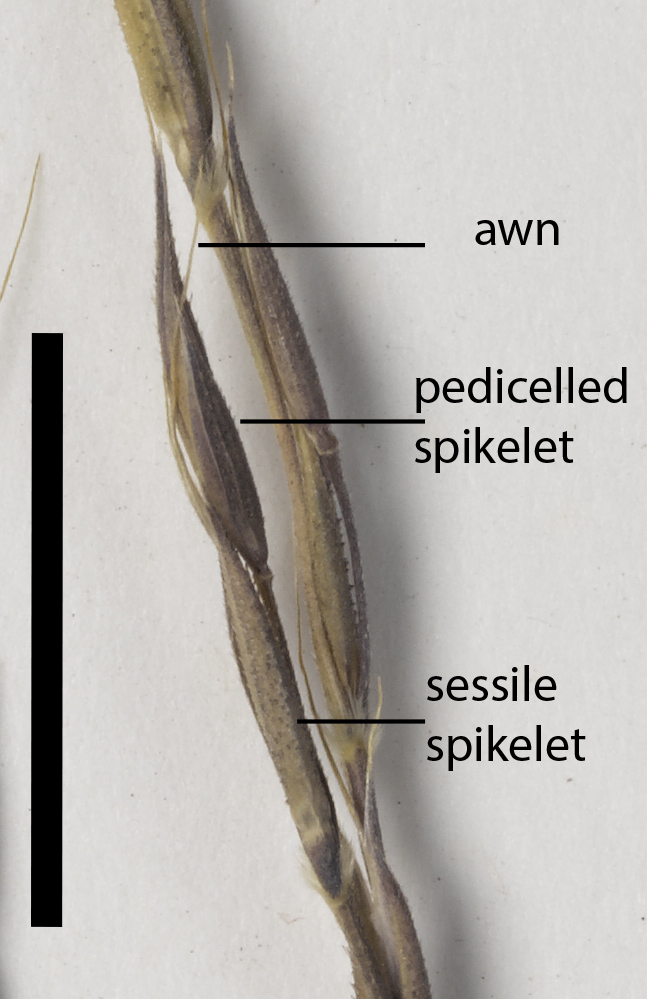 Fig. 5. Chrysopogon rigidus spikelet cluster (MBA7106) (scale bar = 1 cm)