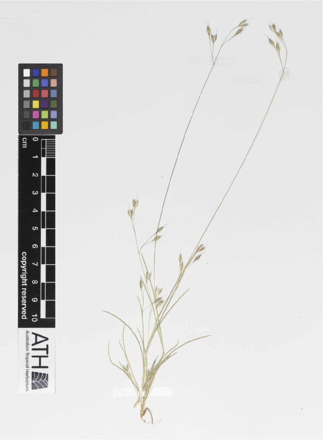 Fig. 5. Herbarium sheet of E. humilis (MBA 9047) showing narrower leaves