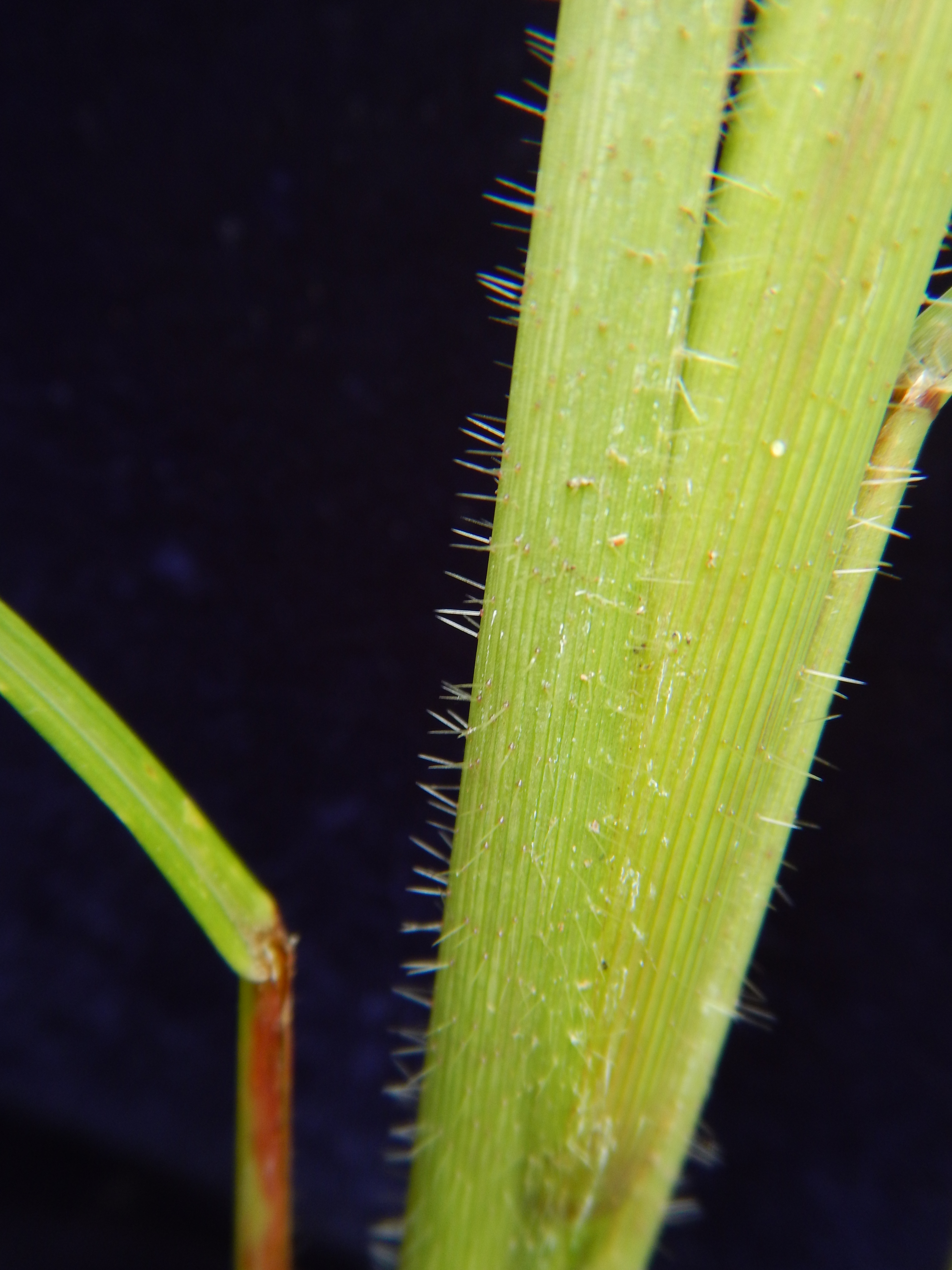 Fig. 5. Sharp siliceous hairs of R. cochinchinensis (DMC1552)