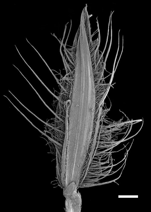 Fig. 5. SEM images showing the lower lemma of a spikelet pair of Digitaria bicornis from Boonsuk et al (2016). Image a) showing small lower glume (l.g.), lower lemma (l.l.) and bristles on upper pedicelled spikelets and image b) showing small lower glume (l.g.) and lower lemma (l.l.) on lower spikelet. Scale bar = 400 µmm. (CC By: Boonsuk et al. 2016).