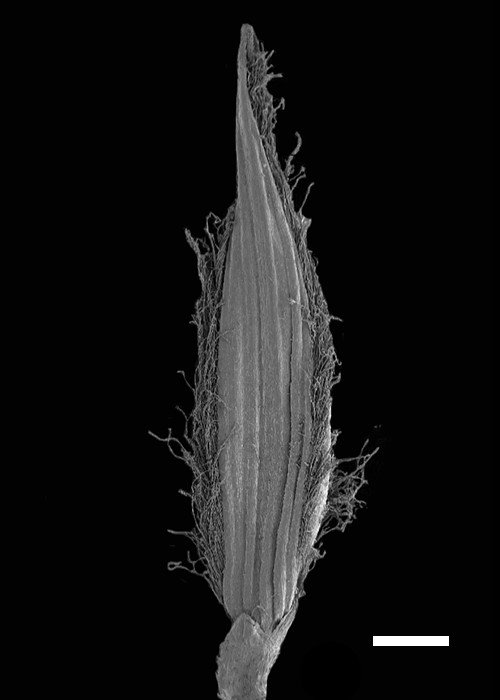 Image b) showing small lower glume (l.g.) and lower lemma (l.l.) on lower spikelet. Scale bar = 400 µmm. (CC By: Boonsuk et al. 2016).