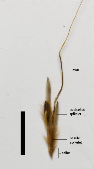 Fig. 6. Sorghum plumosum spikelet cluster (MBA7874) (scale bar = 1 cm)