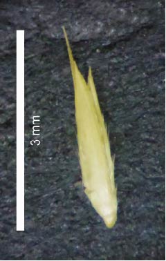 Fig. 6. Lemma of Triodia stenostachya showing well developed bristle of middle lobe (MBA8107)