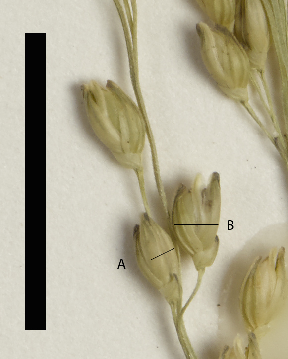 Fig. 6a. Laterally flattened spikelet Whiteochloa airoides (QRS74296) (scale bar = 1cm)