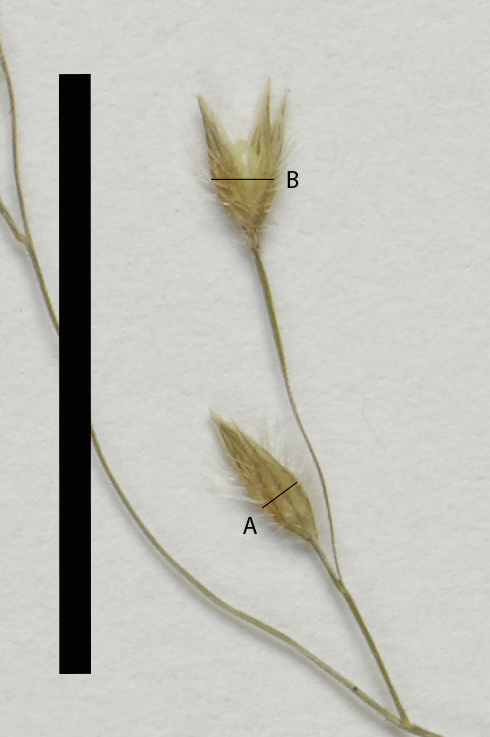 Fig. 6b. Laterally flattened spikelet Arthagrostis clarksoniana (MBA8974) (scale bar = 1 cm)