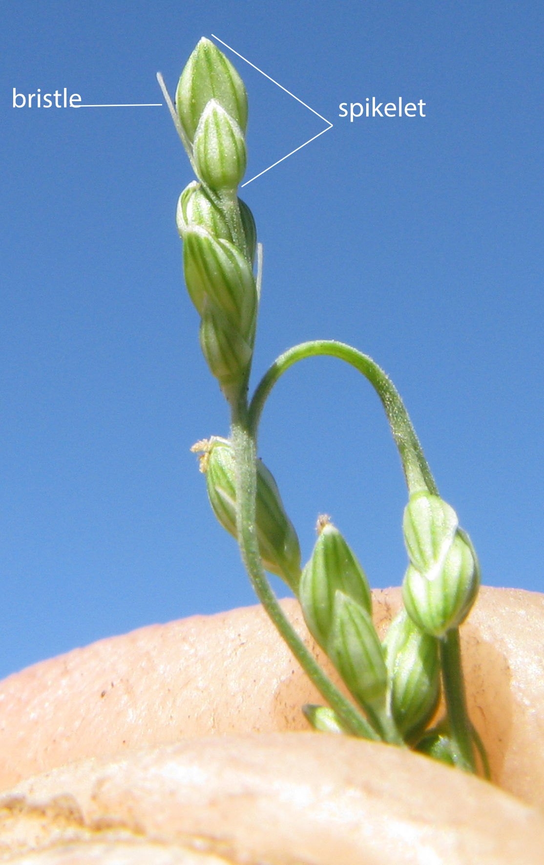 Fig. 9. Image of inflorescence Paspalidium gracile (PHOTO: Harry Rose).