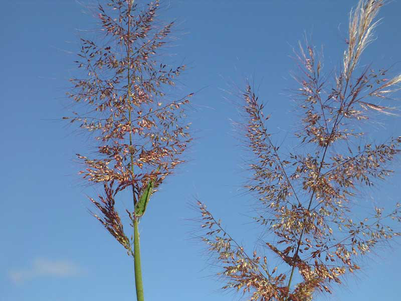 Fig. 7. Inflorescence of Melinis minutiflora (PHOTO:Chris Gardin- er).