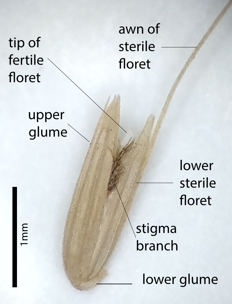 Fig. 8. Solitary spikelet of Melinis minutiflora (PHOTO: ATH, specimen: MBA6869).