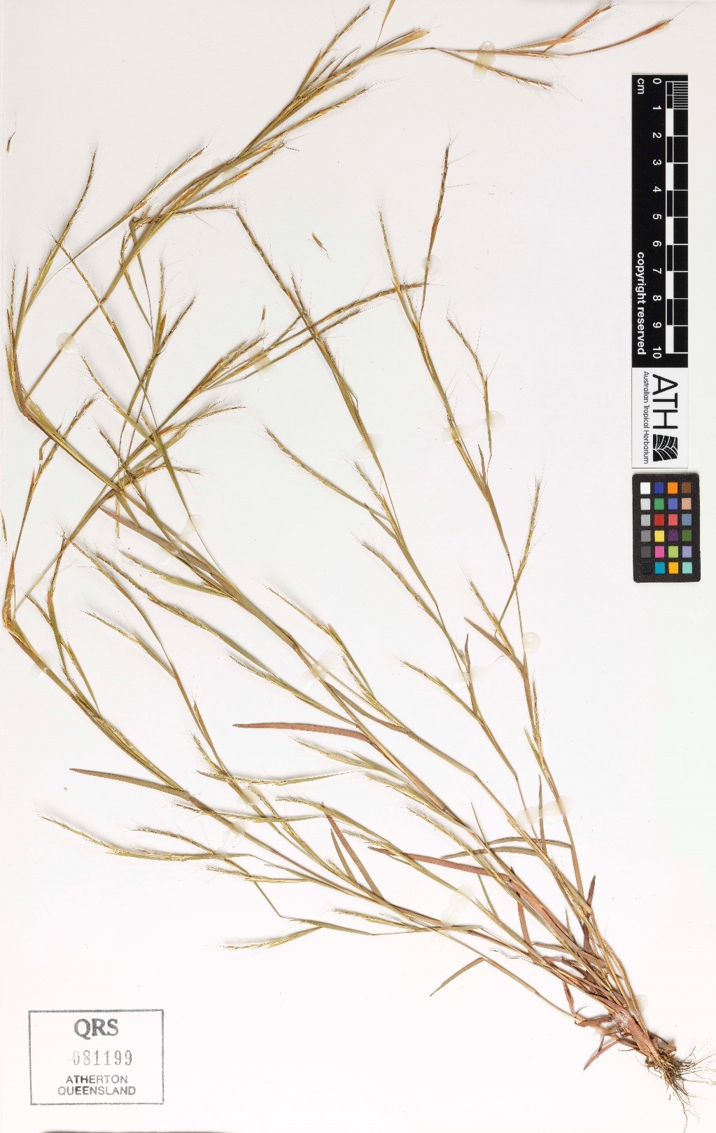 Fig. 1. Sheet of pressed herbarium specimen of Schizachyrium pseudeulalia (QRS81199).