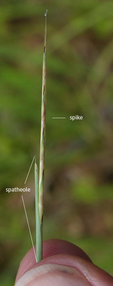 Fig. 2. Image of inflorescence of Schizachyrium pseudeulalia showing spike and sheathing spatheole. (CC By: RJCumming d52608a).