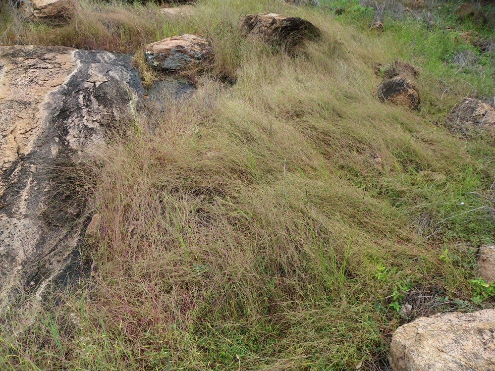 Fig. 8. Image of Schizachyrium pseudeulalia in situ. (CC By: RJCumming d53560a).