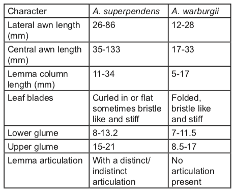 Table 1: Characters useful in distinguishing between A. superpendens and A. warburgii (Simon 2005).