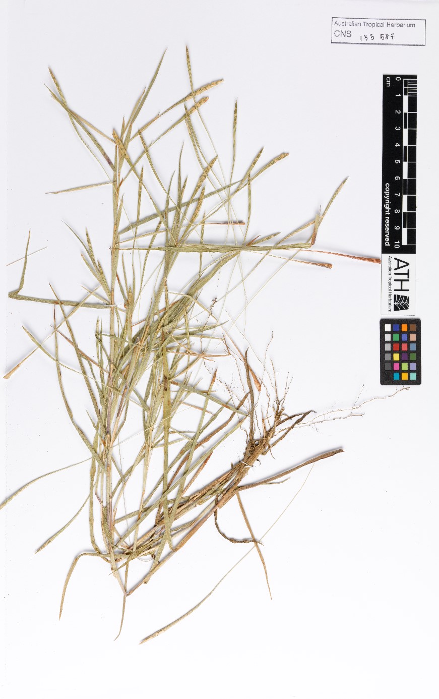 Fig. 2a. Sheet of pressed herbarium specimen of robust form of Thaumastochloa major (CNS13587).
