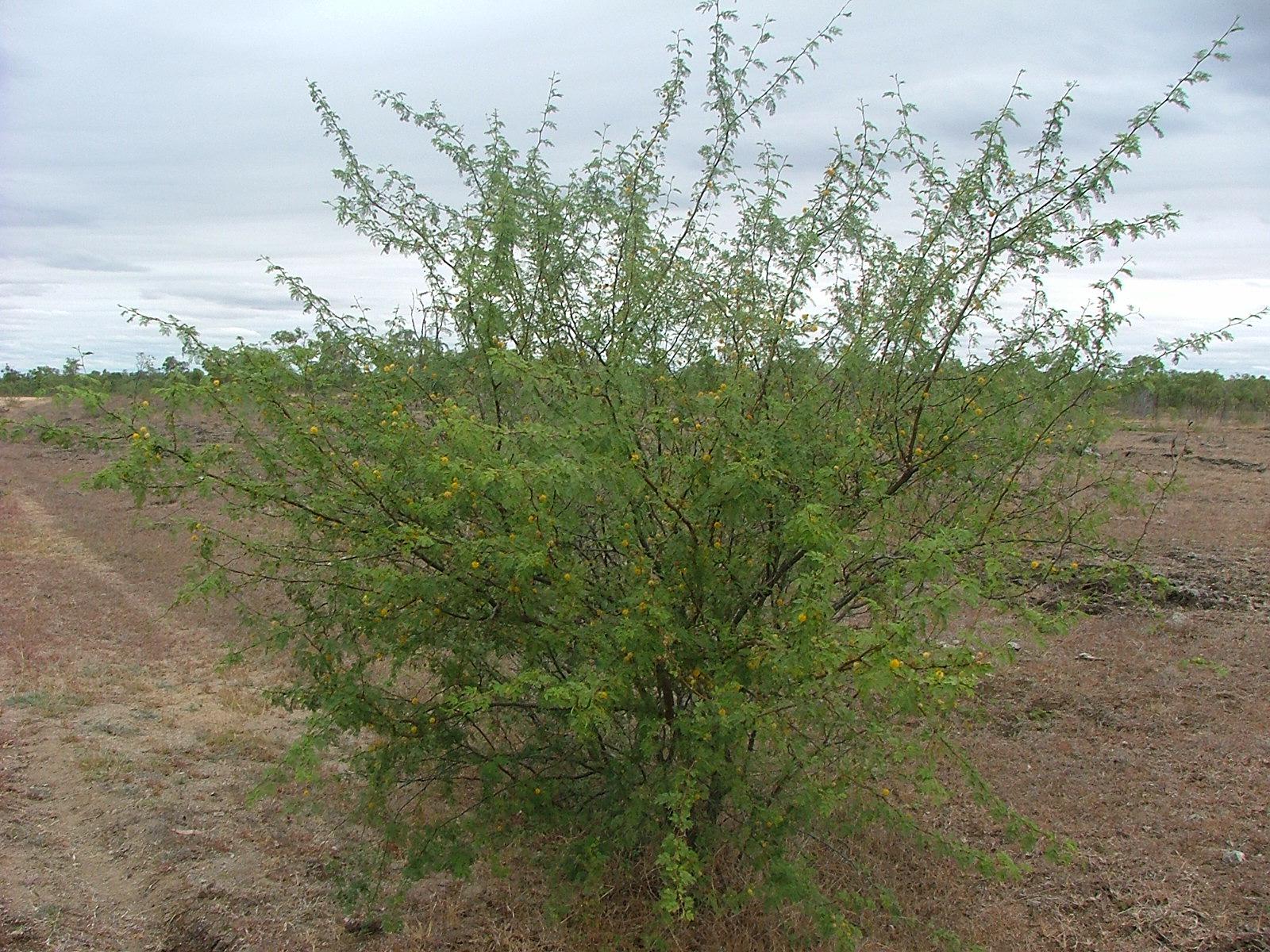 Acacia farnesiana