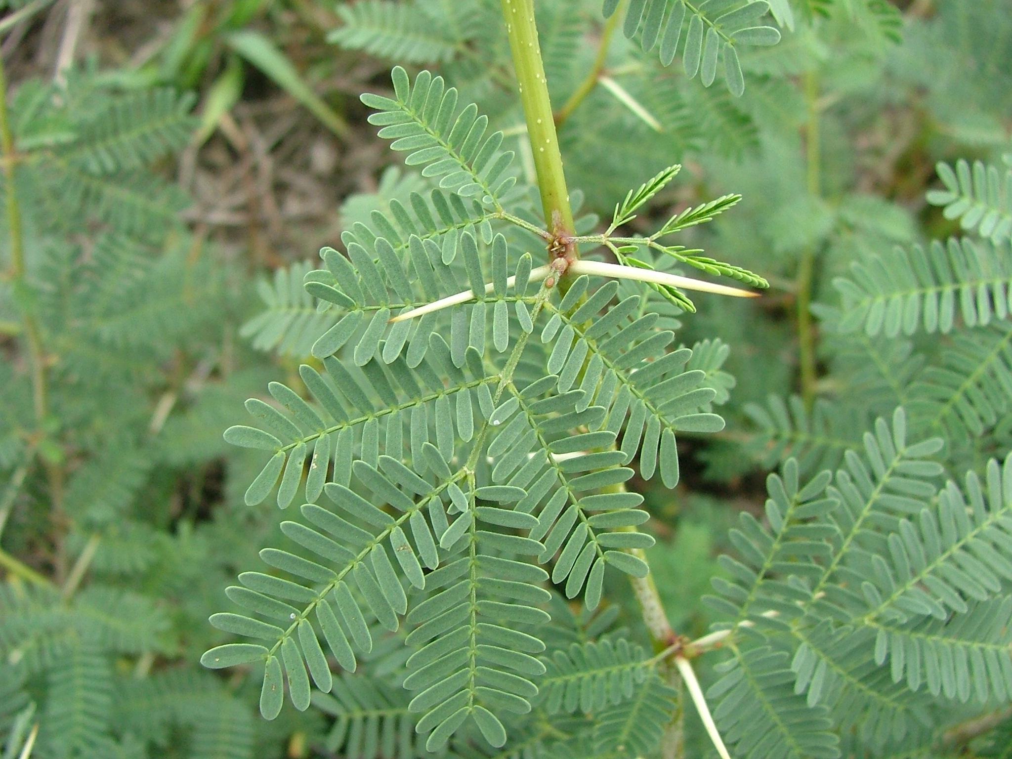 Acacia farnesiana