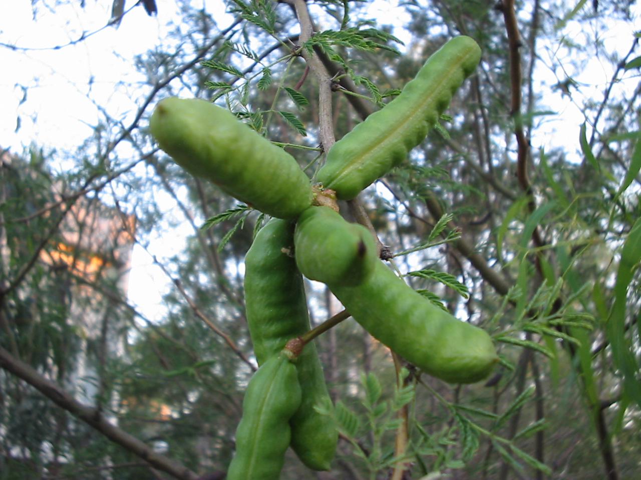 Acacia farnesiana