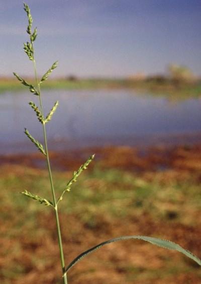 Echinochloa polystachya