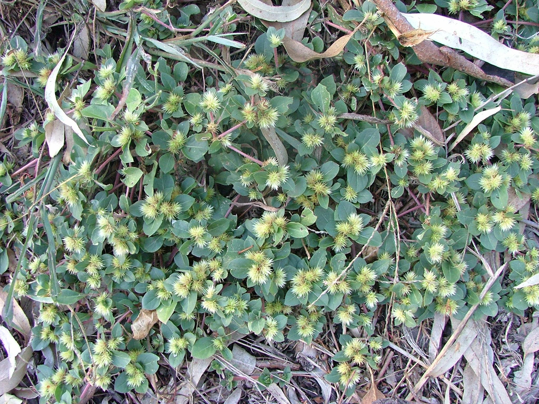 Alternanthera pungens