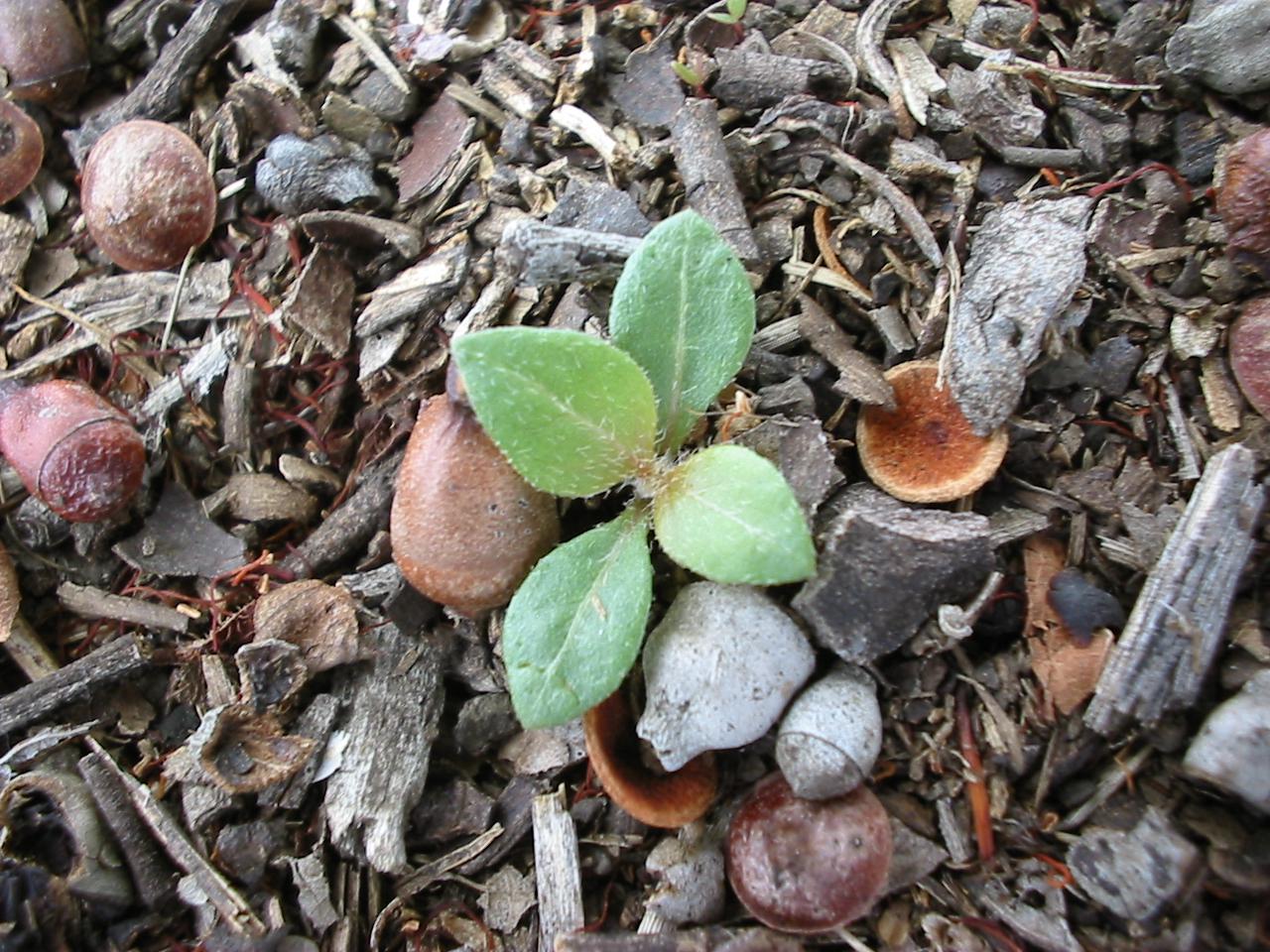 Alternanthera pungens