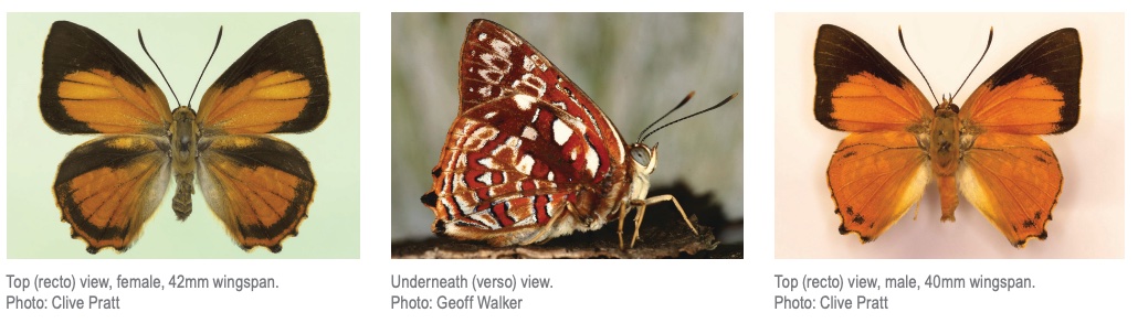 Apollo Jewel Butterfly (Hypochrysops apollo apollo)
