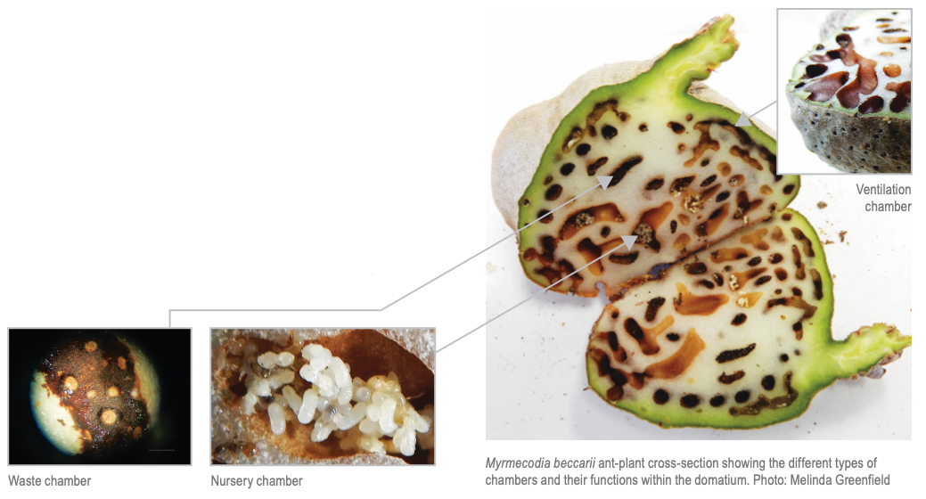 Myrmecodia beccarii ant-plant cross-section showing the different types of chambers and their functions within the domatium. Photo: Melinda Greenfield