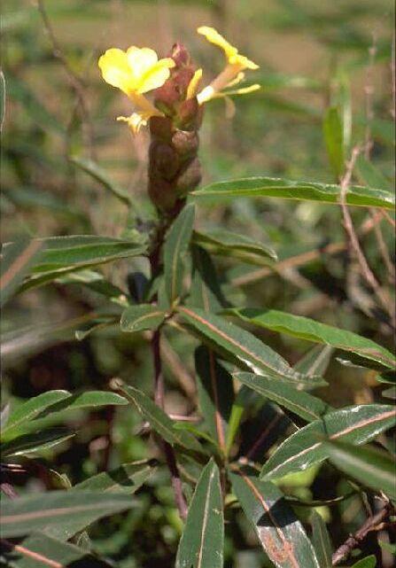 Barleria