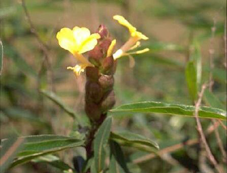 Barleria flower