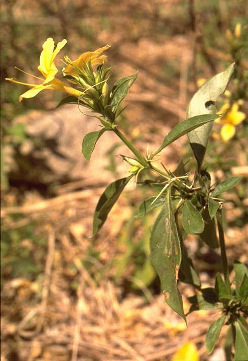 Barleria flower