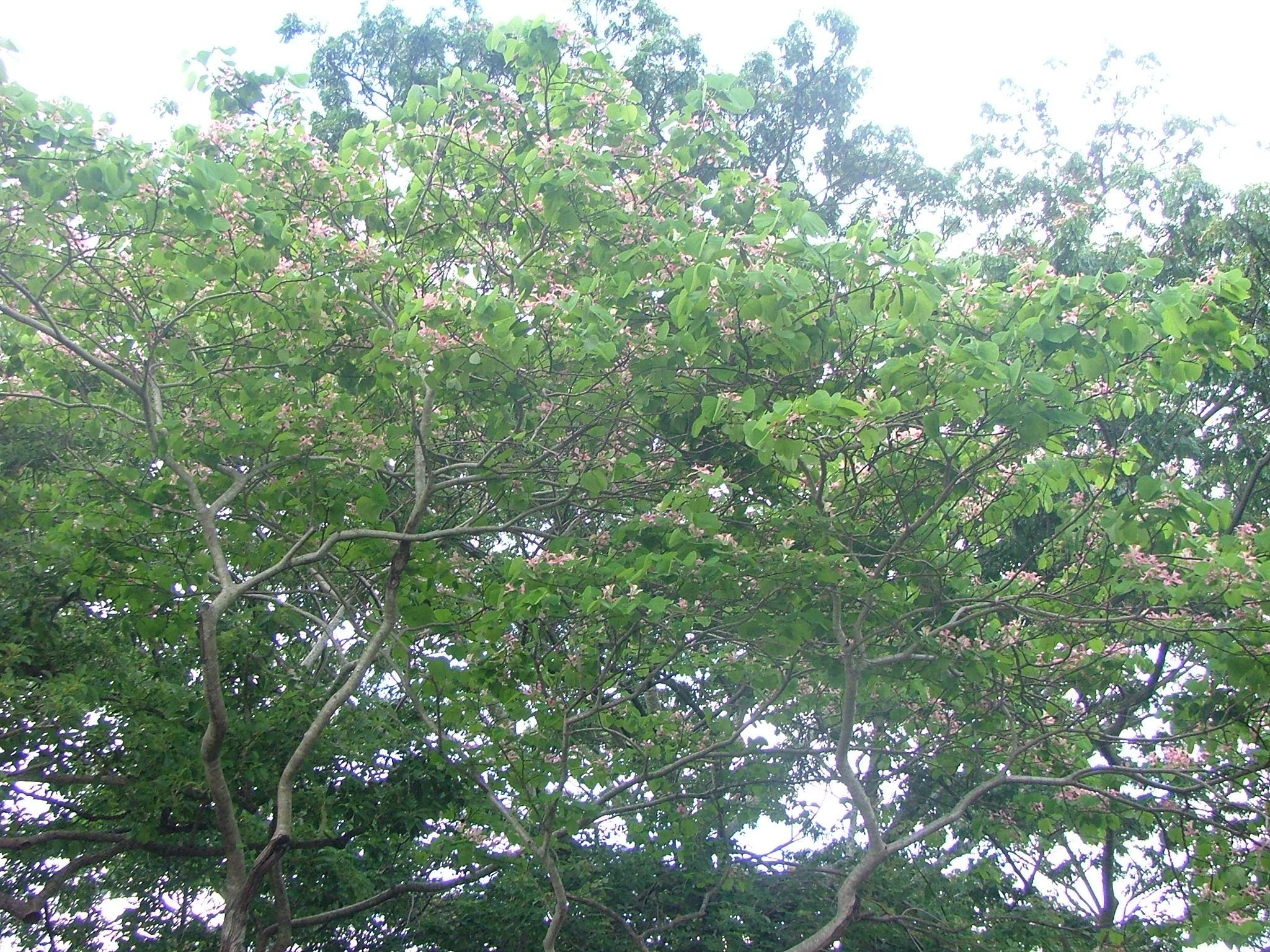 Bauhinia monandra