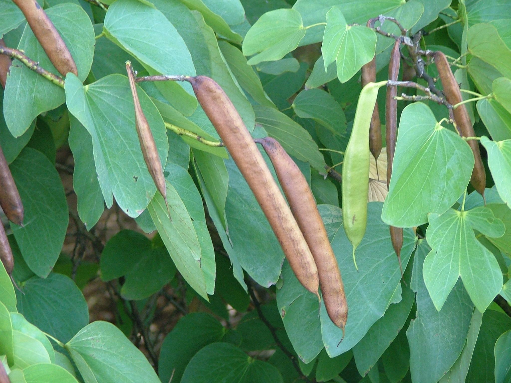 Bauhinia monandra